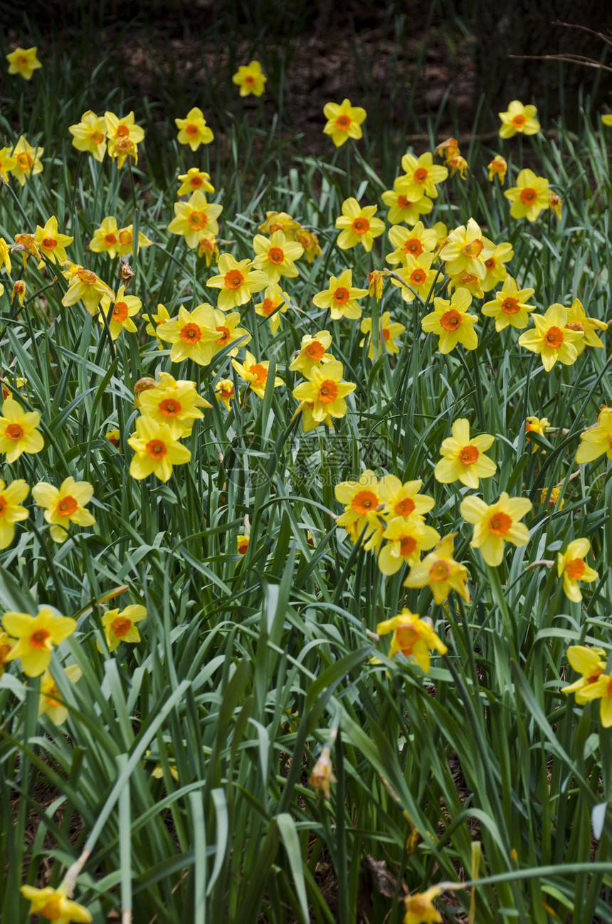 水花类晴天太阳花瓣黄色特写阳光季节水仙花果园植物图片