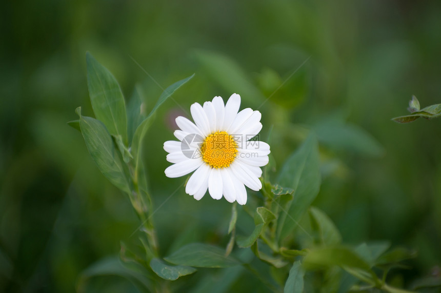 白甘油雏菊绿色洋甘菊花瓣植物季节宏观草地白色草本植物图片