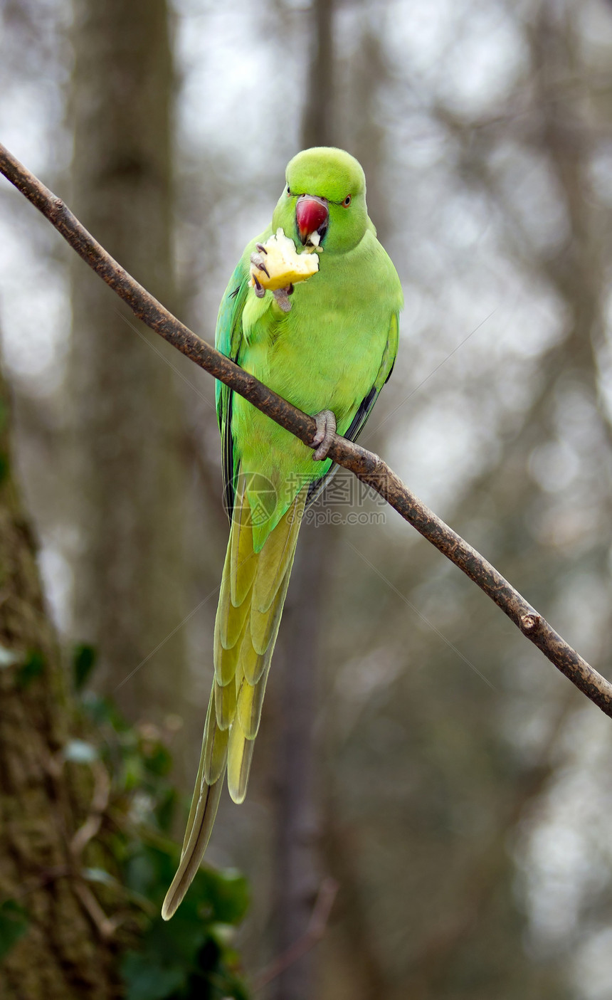 在法国森林里吃着一小端苹果的 领心鹦鹉尾鹦鹉图片