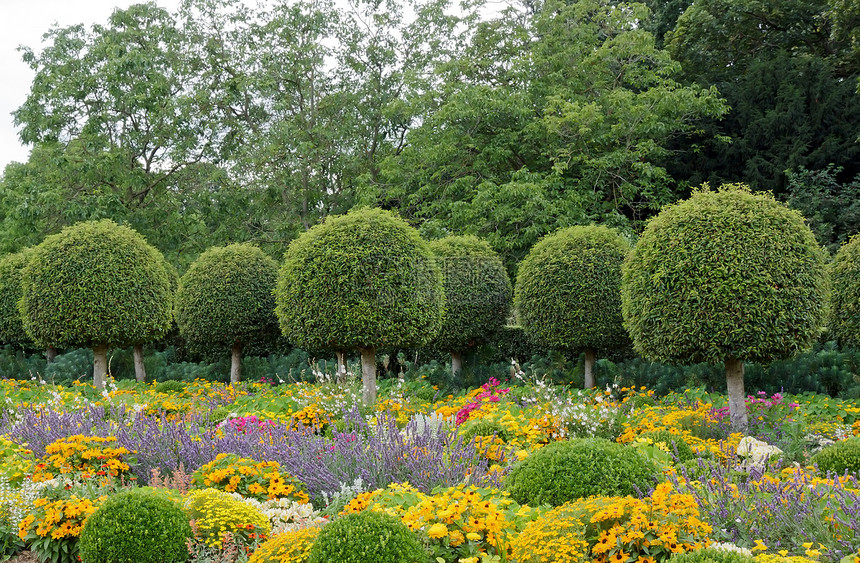 法国 正规花园 鲜花和箱形树尺寸民谣旅行公园郁金香植被花朵图片