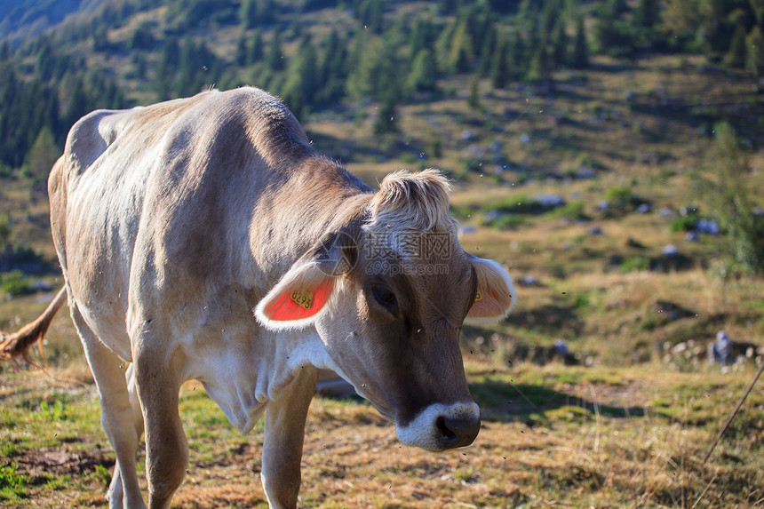 牛牛放牧场地动物乳房牧场草地天空绿色乡村牛奶农业图片