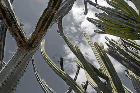 在马德拉的仙人掌下植物园植物天空干旱下装植物学热带沙漠多刺花园背景图片