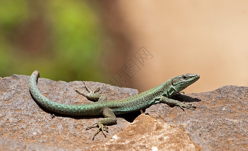 阳光下的绿蜥蜴 马德拉岛背景图片