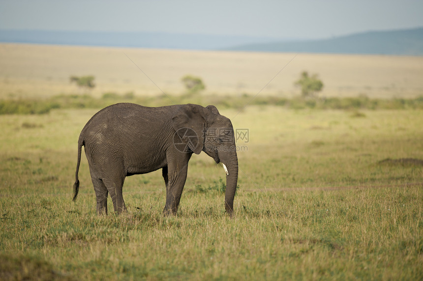 萨凡纳大象野生动物荒野动物哺乳动物大草原厚皮食草象牙獠牙耳朵图片