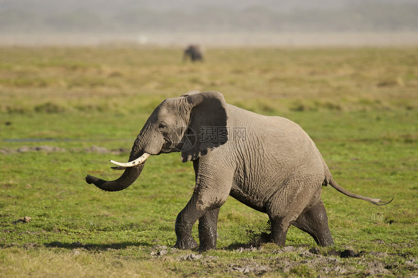 萨凡纳大象哺乳动物动物荒野耳朵獠牙食草厚皮大草原象牙树干图片