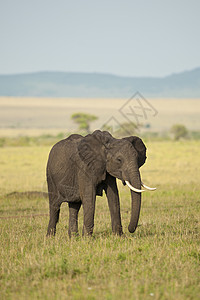 萨纳萨凡纳大象大草原野生动物食草獠牙荒野动物树干象牙耳朵哺乳动物背景