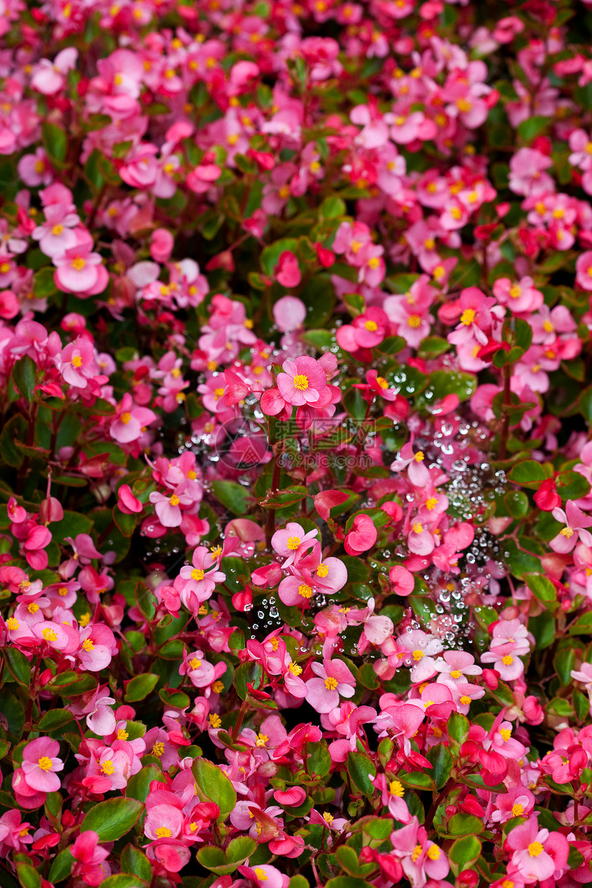 花和带有滴子的蜘蛛网背景图片