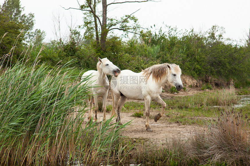 卡马格马匹植被小马湿地废墟白马自然保护区沼泽动物图片