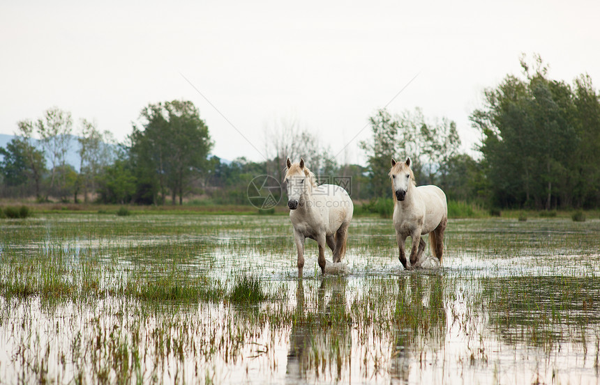 卡马格马匹动物废墟沼泽湿地自然保护区植被白马小马图片