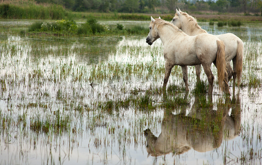 卡马格马匹湿地沼泽小马废墟白马自然保护区植被动物图片