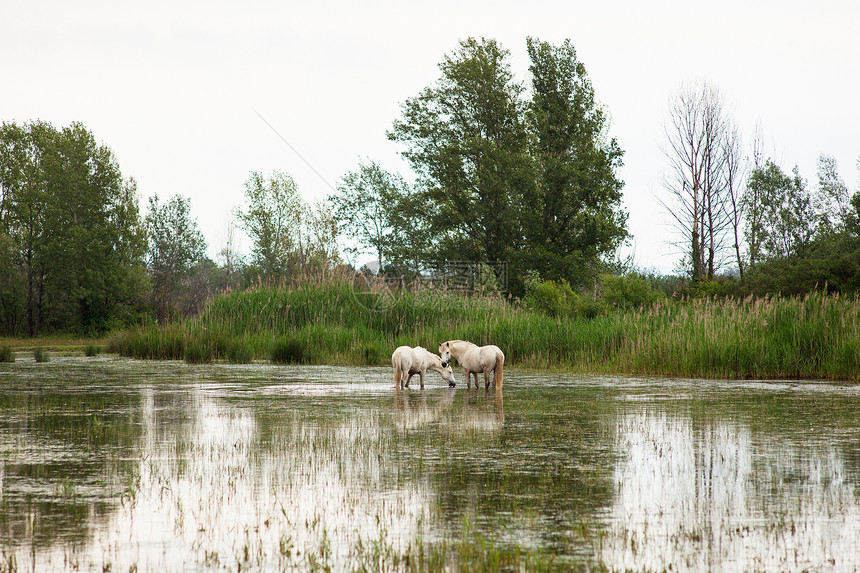卡马格马匹湿地白马植被动物沼泽小马废墟自然保护区图片