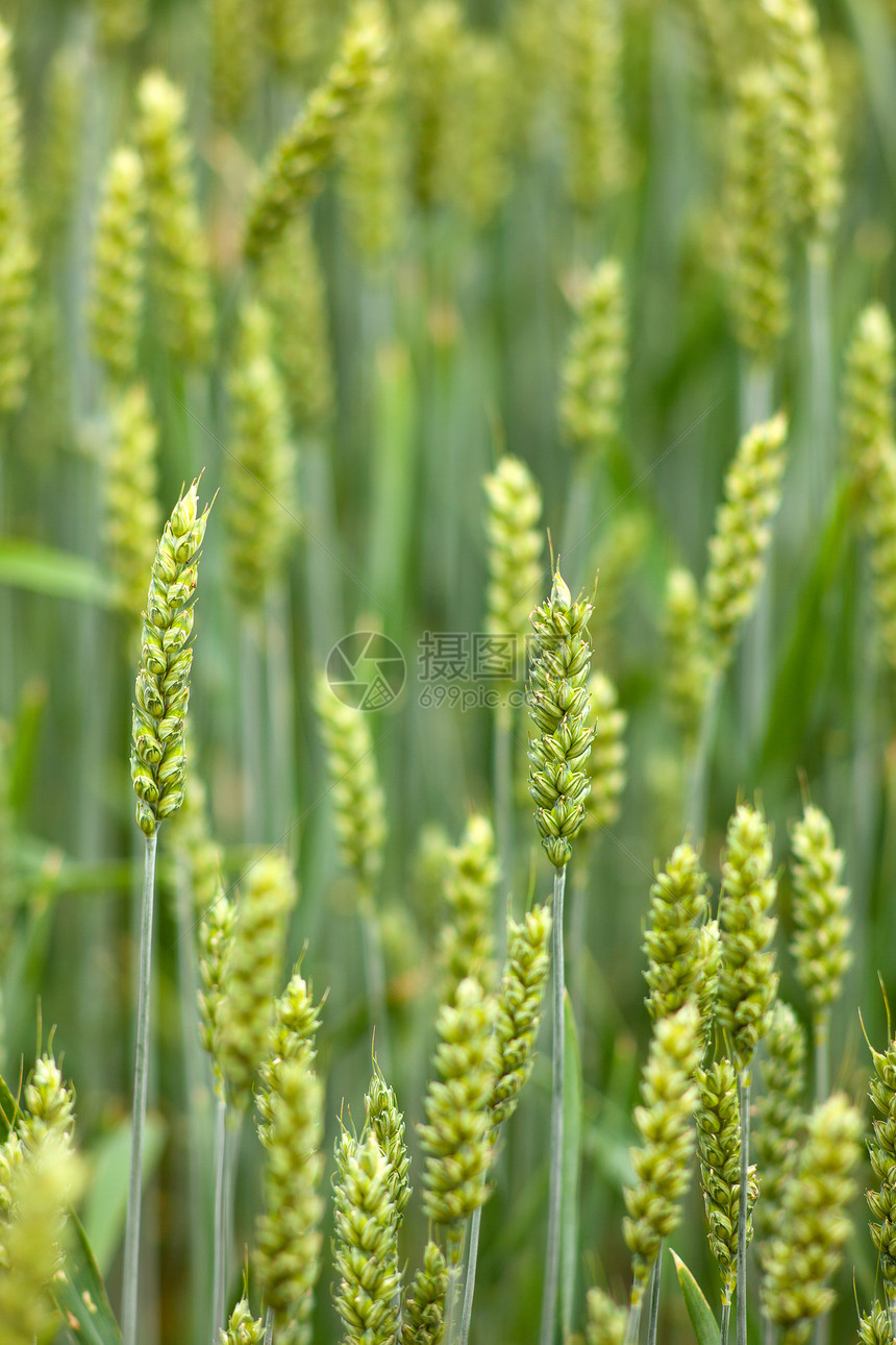 小麦田植物草地农业谷物乡村天气绿色场景美化场地图片