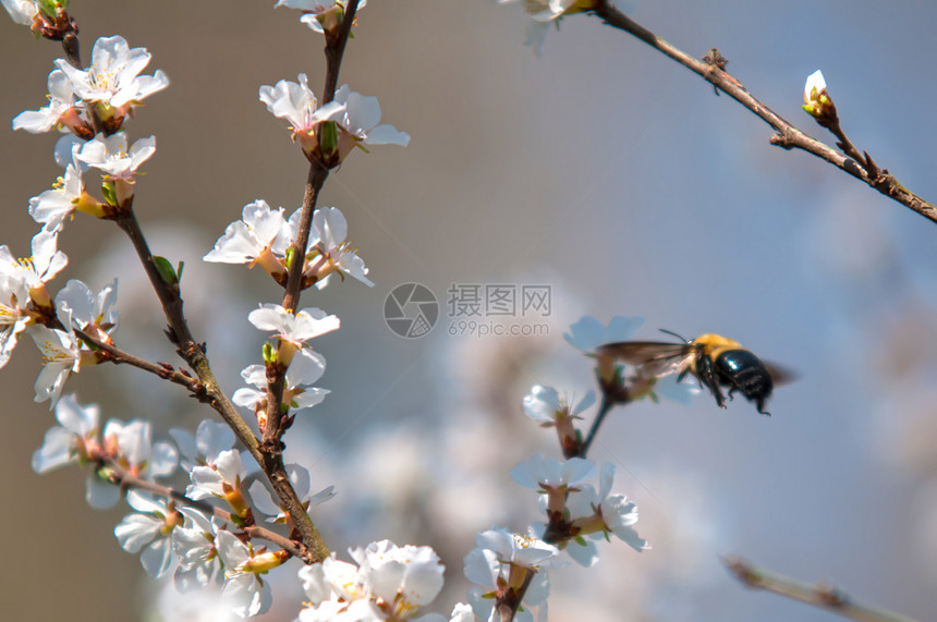 樱桃树开花花瓣背景樱花生长花朵植物学晴天园艺美丽昆虫图片