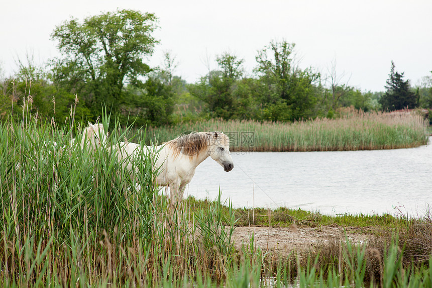卡马格马匹植被自然保护区白马小马废墟沼泽动物湿地图片