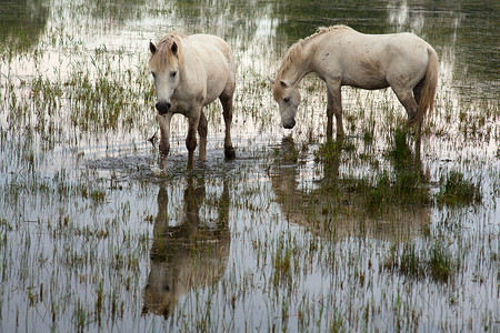 卡马格马匹白马自然保护区废墟沼泽湿地小马动物植被高清图片
