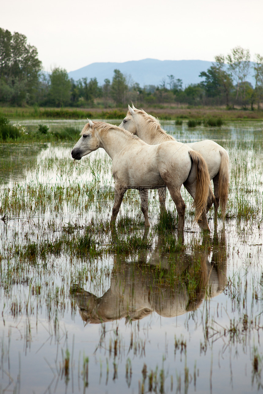 卡马格马匹沼泽废墟动物小马自然保护区植被白马湿地图片