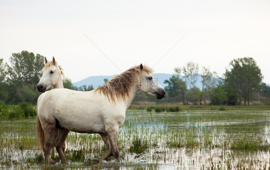 卡马格马匹植被湿地动物沼泽废墟白马小马自然保护区图片