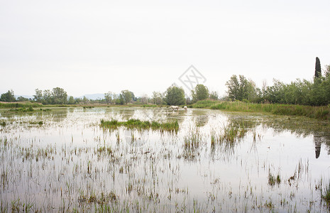 格伦科卡马格马匹白马小马沼泽自然保护区植被动物湿地废墟鸭子背景