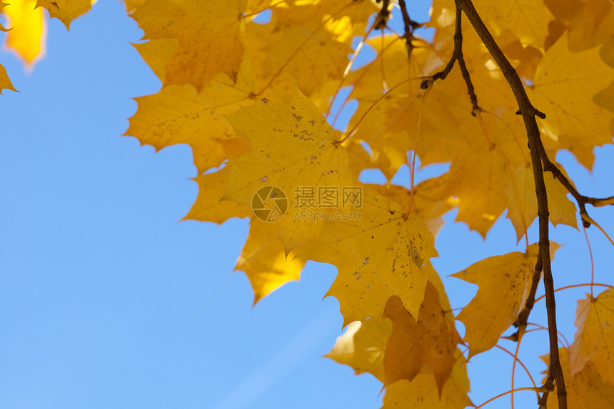 黄色秋天的黄秋月树叶对蓝天空草地橙子叶子空地背光风景环境森林人行道树木图片