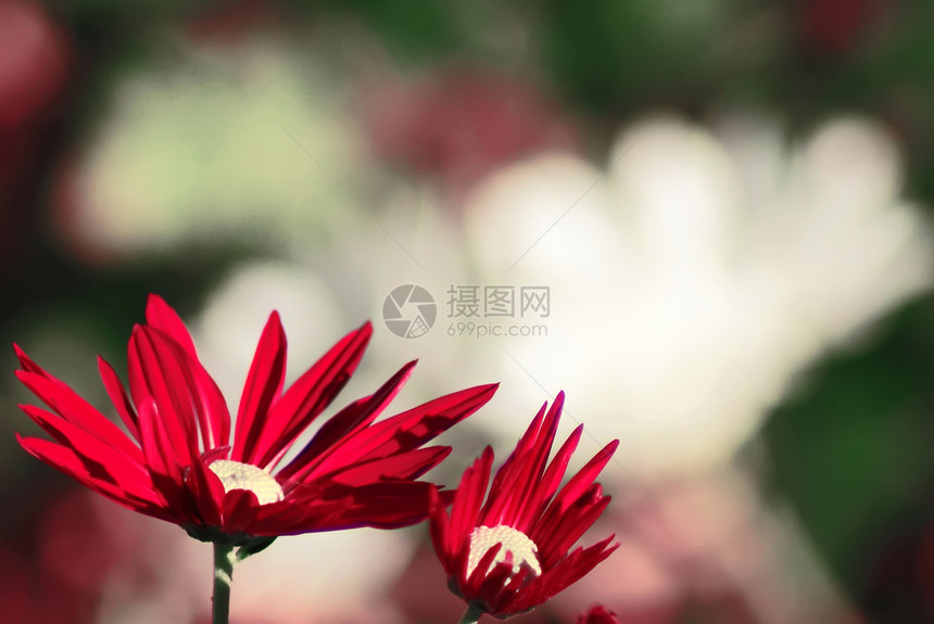 多彩多彩的花朵红色阳光季节热情季节性花卉植物群红花摄影花瓣生活图片