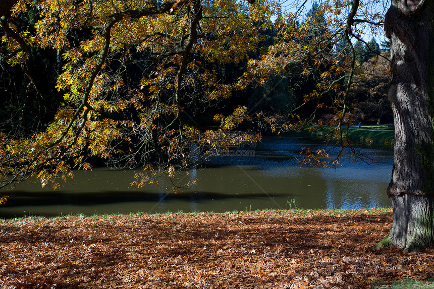 站在池塘旁的森林中秋树季节阴影植物文化环境风景人行道衬套太阳叶子图片