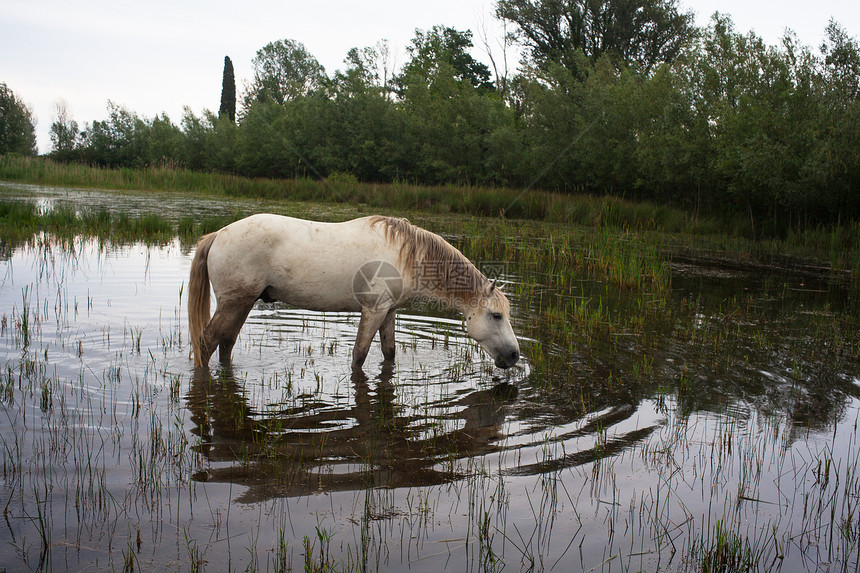 卡马格马匹湿地沼泽小马自然保护区动物植被白马废墟图片