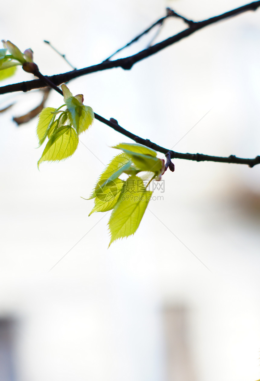 春初温柔的叶子 芽和树枝植物生活植物学脆弱性晴天环境绿色阳光生长园艺图片