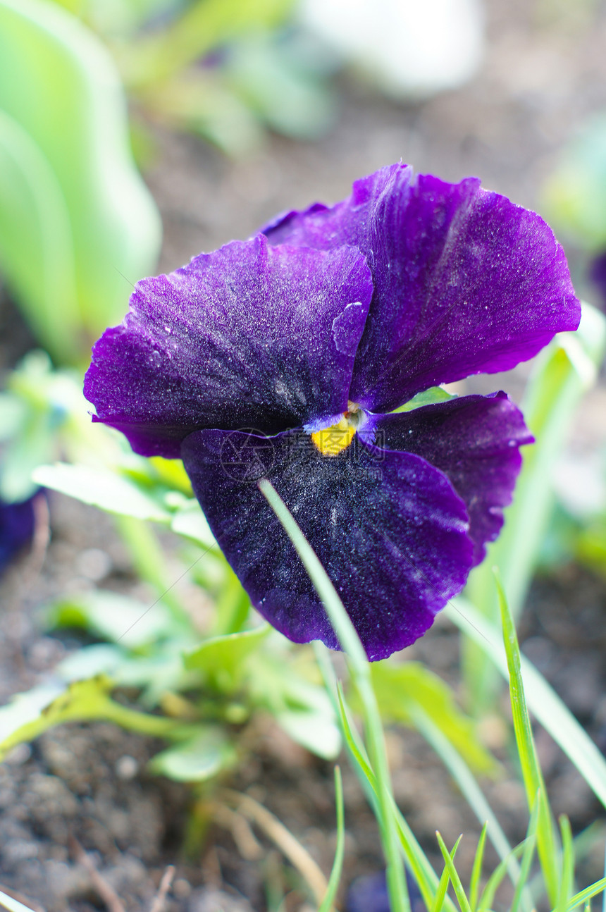 春天时间 第一个三色比奥拉花场地紫色蓝色晴天荒野植物群花序花瓣稀有性花坛图片