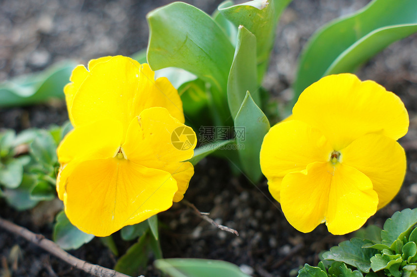 春天时间 第一个三色比奥拉花中提琴花瓣宏观紫色天鹅绒园艺植物阳光花园蓝色图片