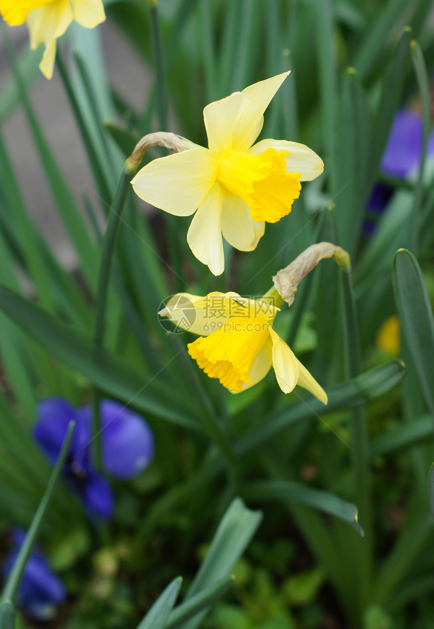 春时 黄色自恋花朵花瓣植物学季节晴天阳光园艺叶子场地公园植物图片