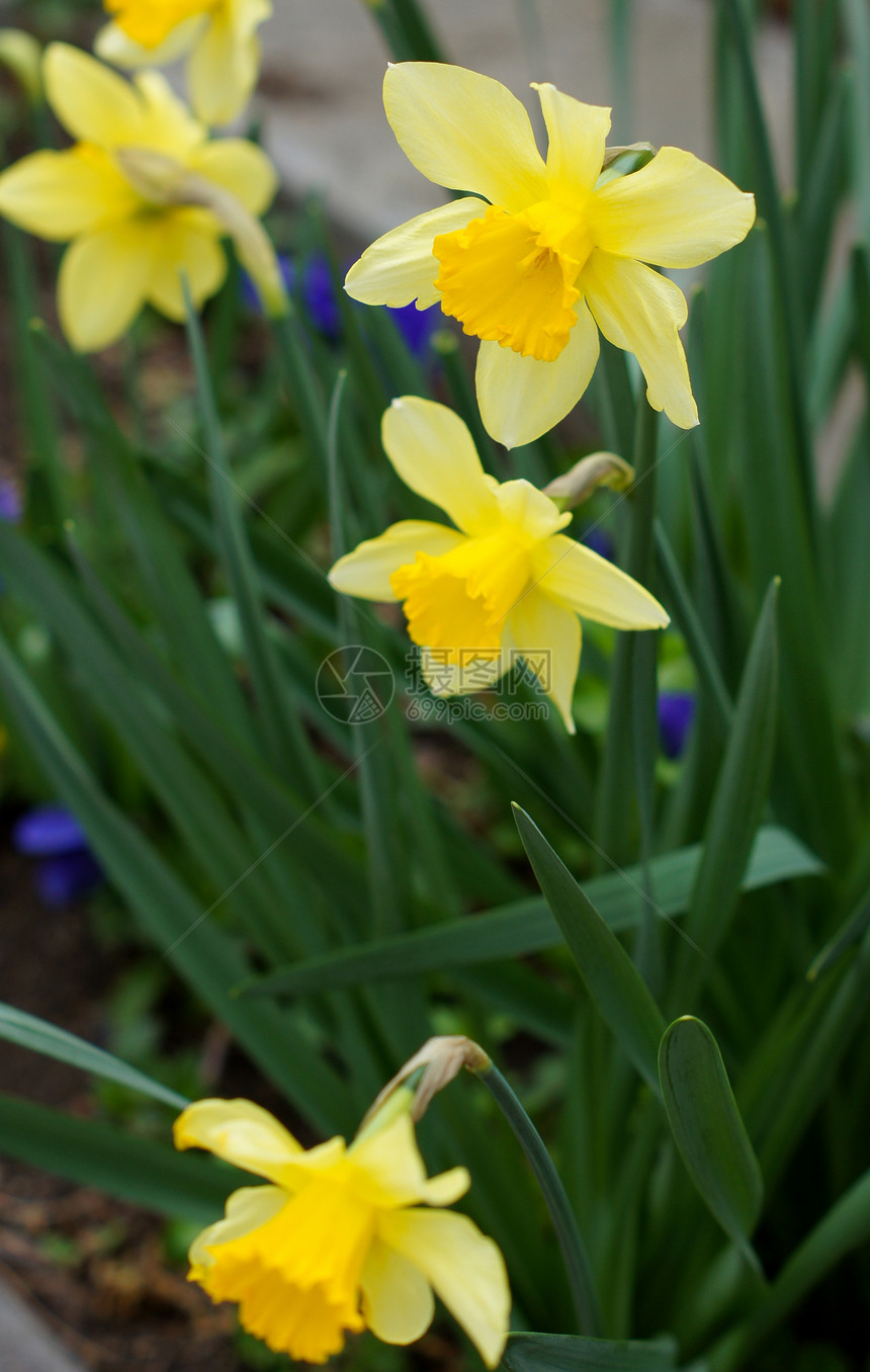 春时 黄色自恋花朵环境叶子花园土地晴天公园生长植物场景小路图片
