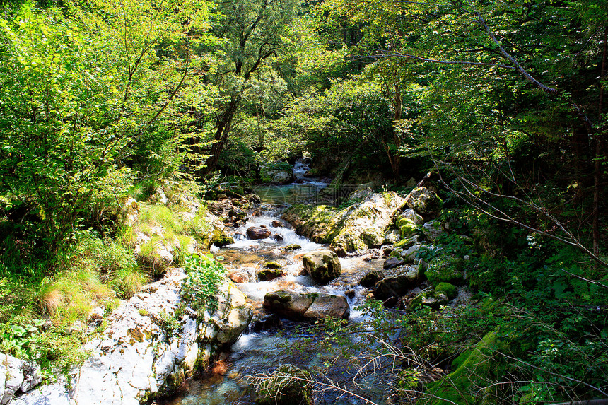 瀑布 朱利安阿尔卑斯旅行森林植物流动岩石石头运动环境木头叶子图片