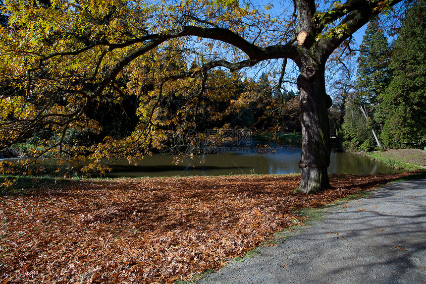 站在池塘旁的森林中秋树树叶风景季节文化远足叶子公园阴影太阳环境图片