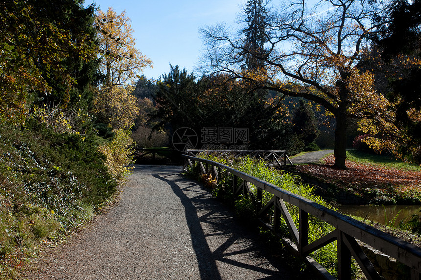 美丽的秋季风景叶子季节阴影池塘文化车道空地阳光太阳人行道图片