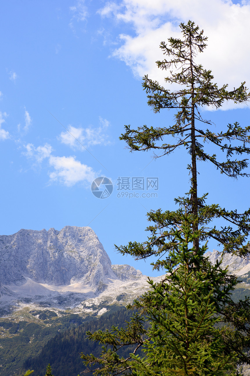 朱利安阿尔卑斯国家松林天空乡村草地木头花园牧场假期场景图片