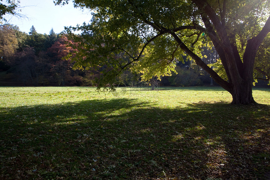 秋木的黄树和黄树叶阴影叶子场景公园空地植物金子人行道树木太阳图片