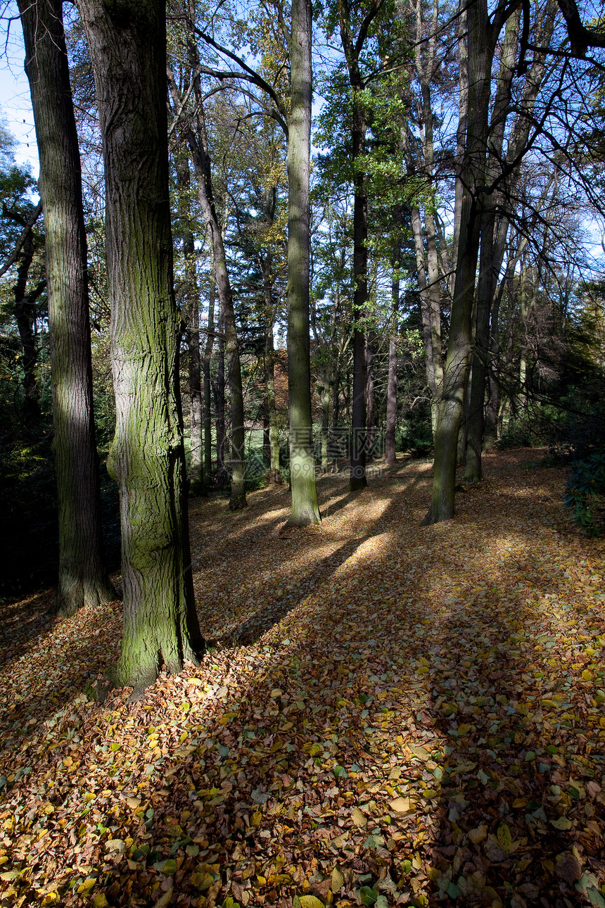 秋林中美丽的阳光照耀着空地树木公园草地环境风景衬套车道场景树叶图片