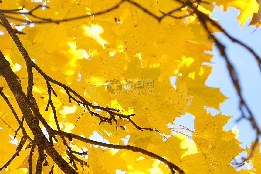 黄色秋天的黄秋月树叶对蓝天空植物叶子季节公园背光远足阴影空地橙子风景图片