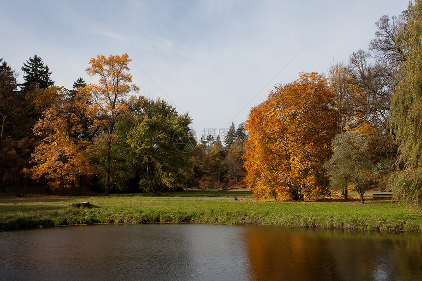 秋林中的池塘和黄树衬套空地美丽树叶场景风景阴影车道树木季节图片