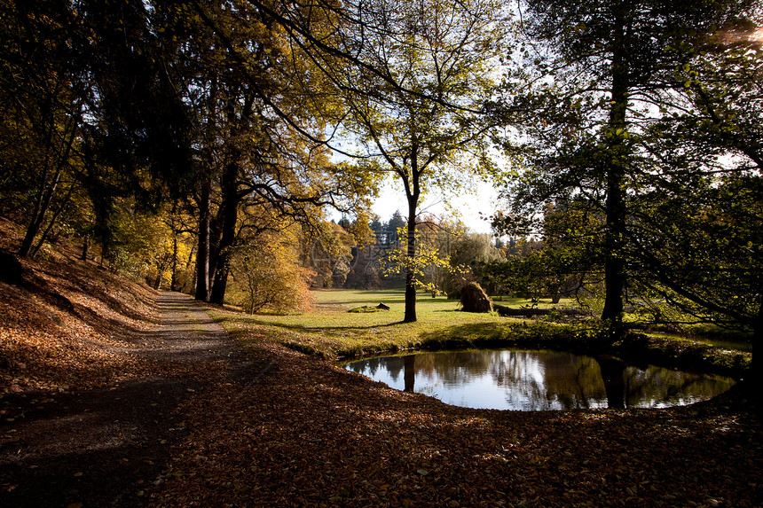秋林中的池塘和黄树阳光衬套车道森林空地树木太阳场景远足季节图片