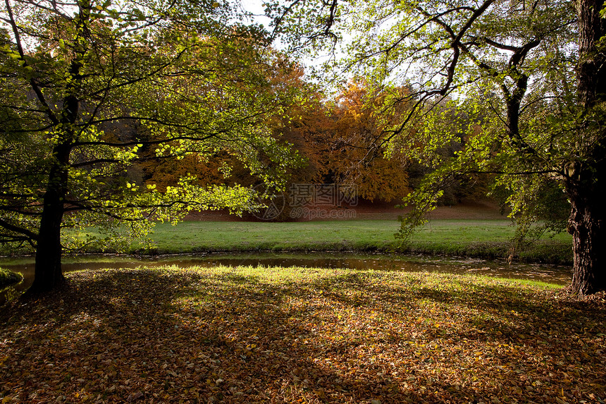 秋林中的池塘和黄树植物草地太阳橙子公园森林树木阳光季节远足图片