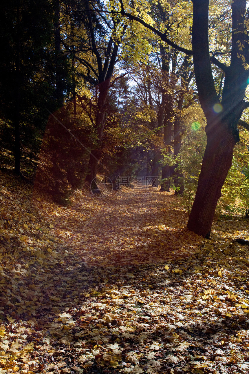 在秋林中的树叶和树叶人行道环境风景金子空地树木阴影季节太阳阳光图片