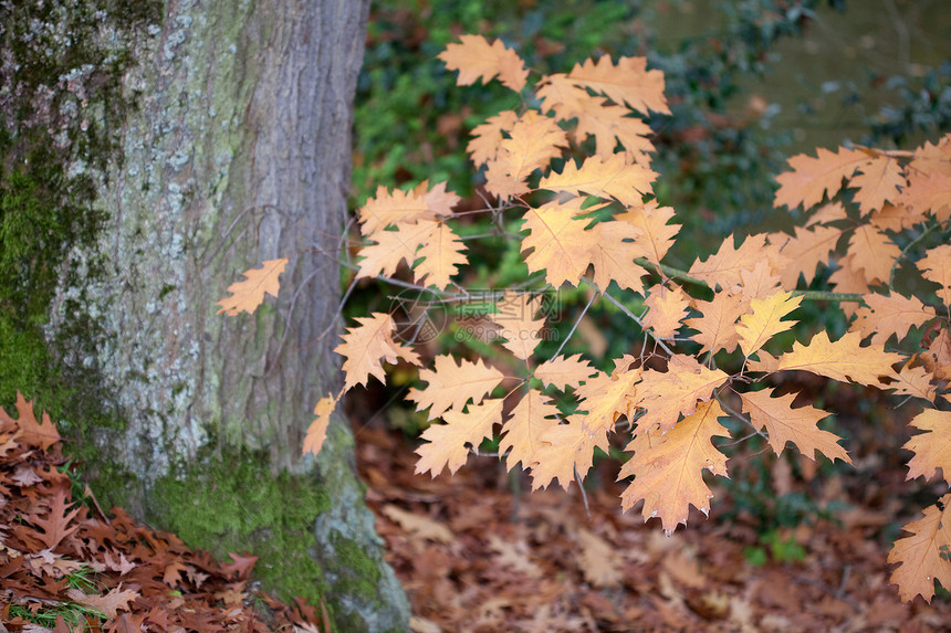 秋叶树上的橡树叶背光环境树木公园阳光草地森林季节空地场景图片