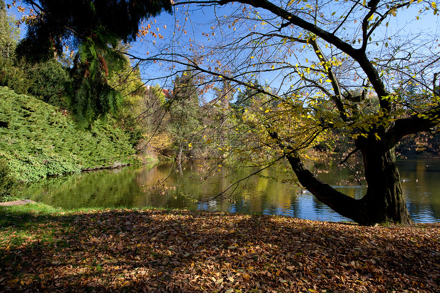美丽的秋天风景 有丰富多彩的树木和池塘树叶太阳植物环境季节空地衬套叶子远足场景图片