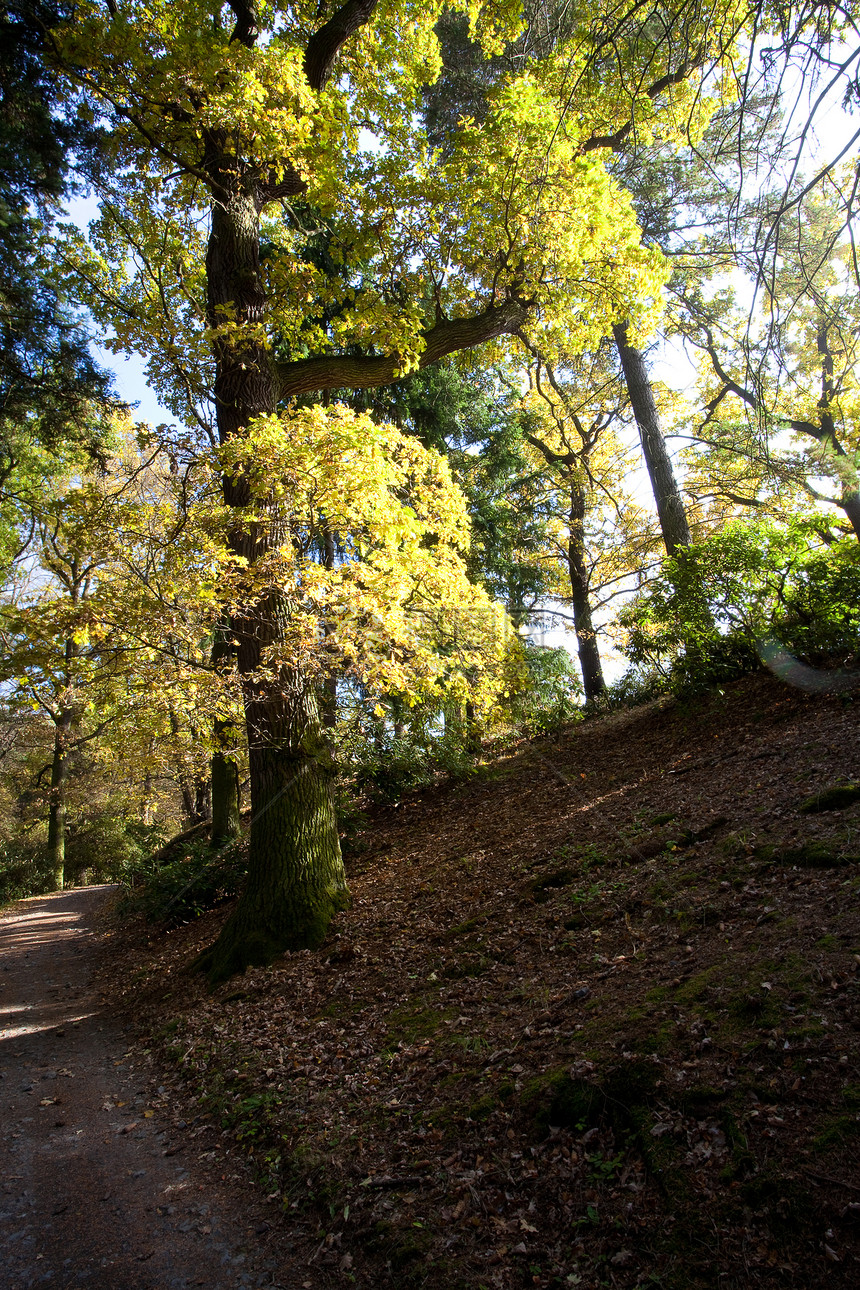 秋林中美丽的阳光照耀着场景车道植物森林太阳草地金子公园季节衬套图片