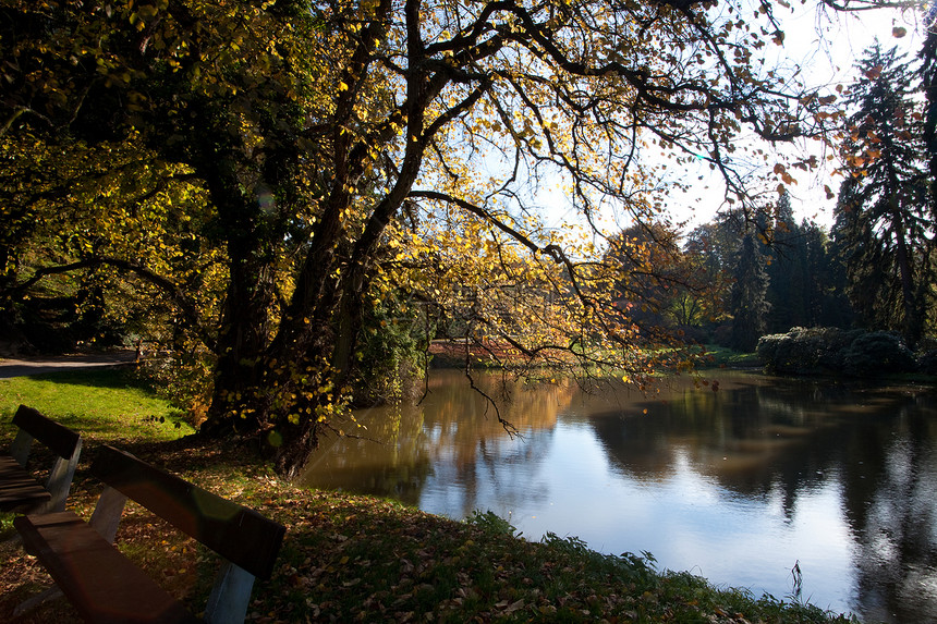 美丽的秋天风景 有丰富多彩的树木和池塘植物空地季节叶子树叶场景衬套阳光车道太阳图片