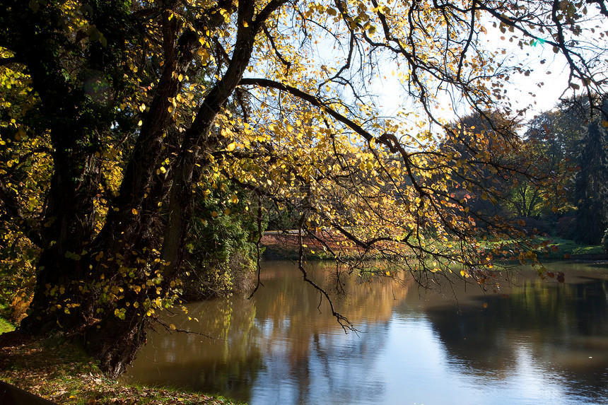 美丽的秋天风景 有丰富多彩的树木和池塘衬套场景森林叶子车道人行道阴影环境季节文化图片