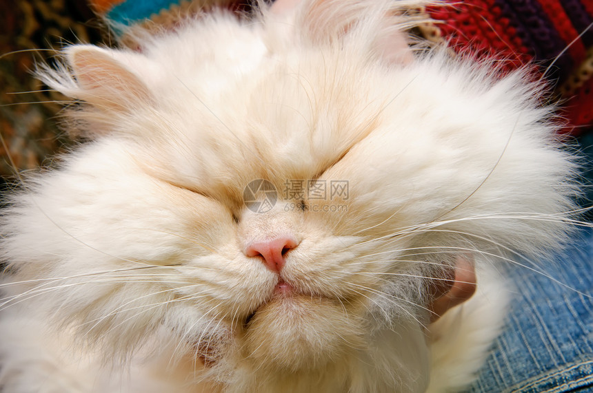 一只闭着眼睛的白毛猫头图片