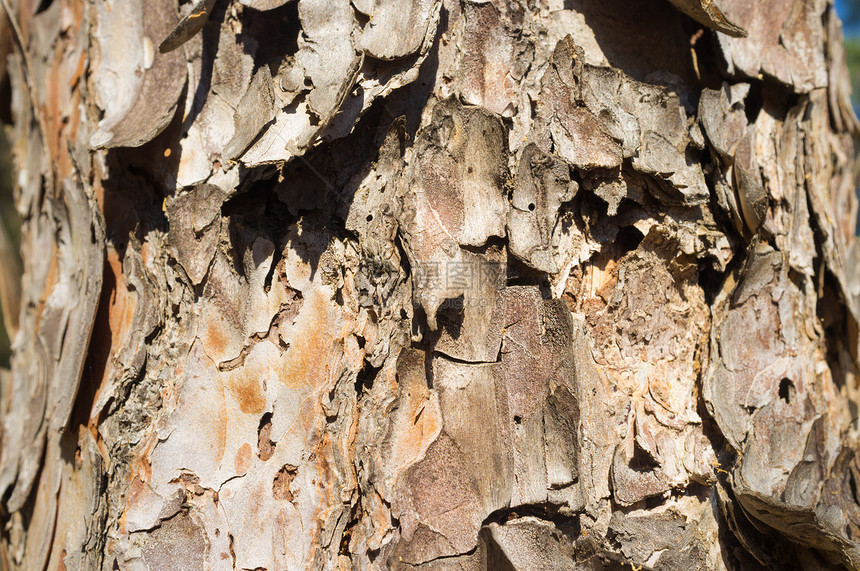 树林日志木头画幅皮层植物群松树木材植物水平风化图片