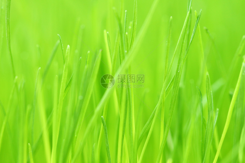 新鲜青草牧草植物场地季节宏观牧场雨滴植物群农业生长图片